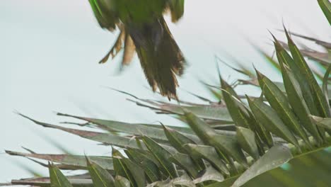 red-headed parrot in the lush surroundings of miraflores, lima, peru