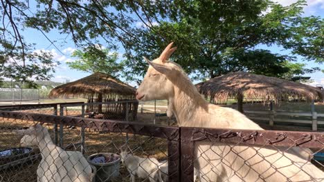 goat explores surroundings at a farm fence