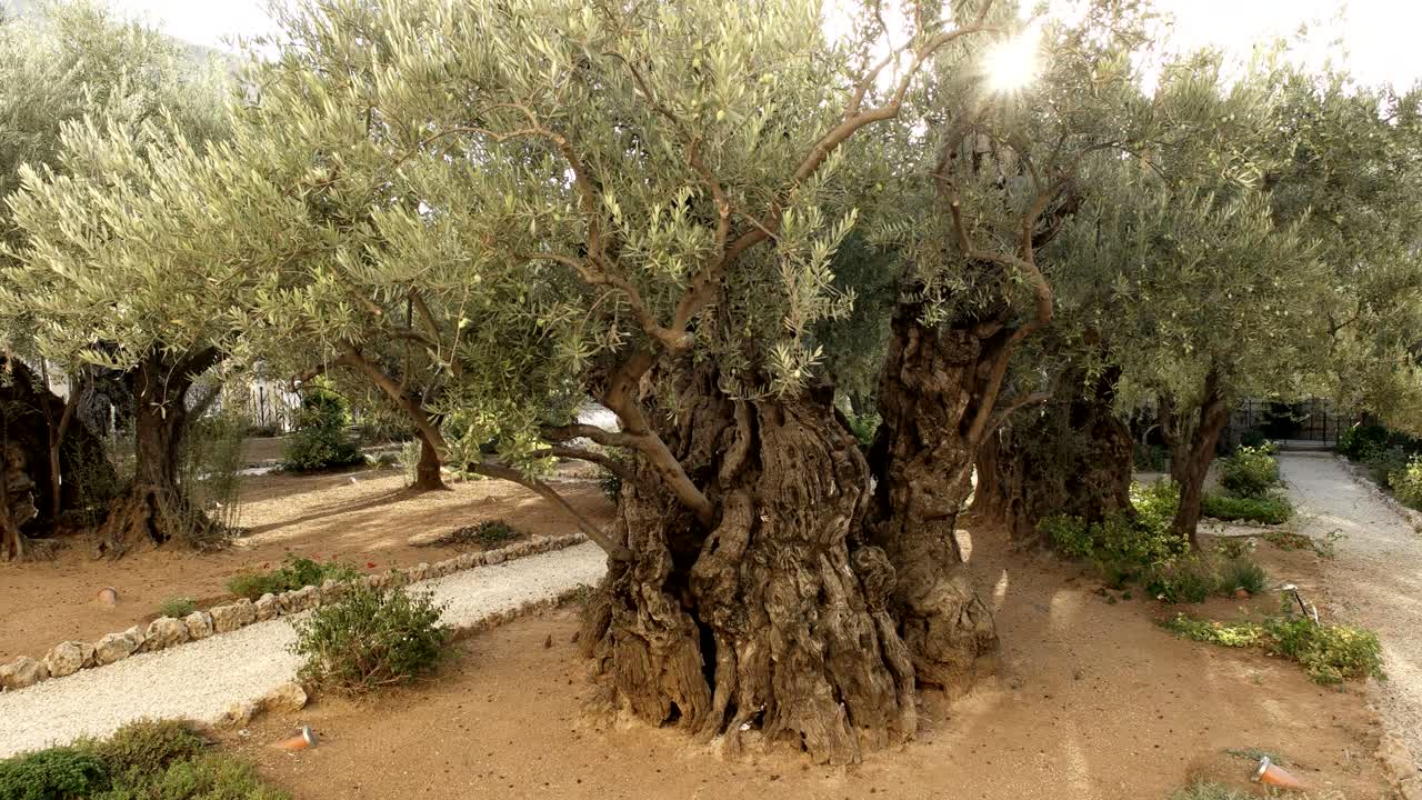예루살렘의 세마네 동산에 있는 태양과 올리브 나무의 사진