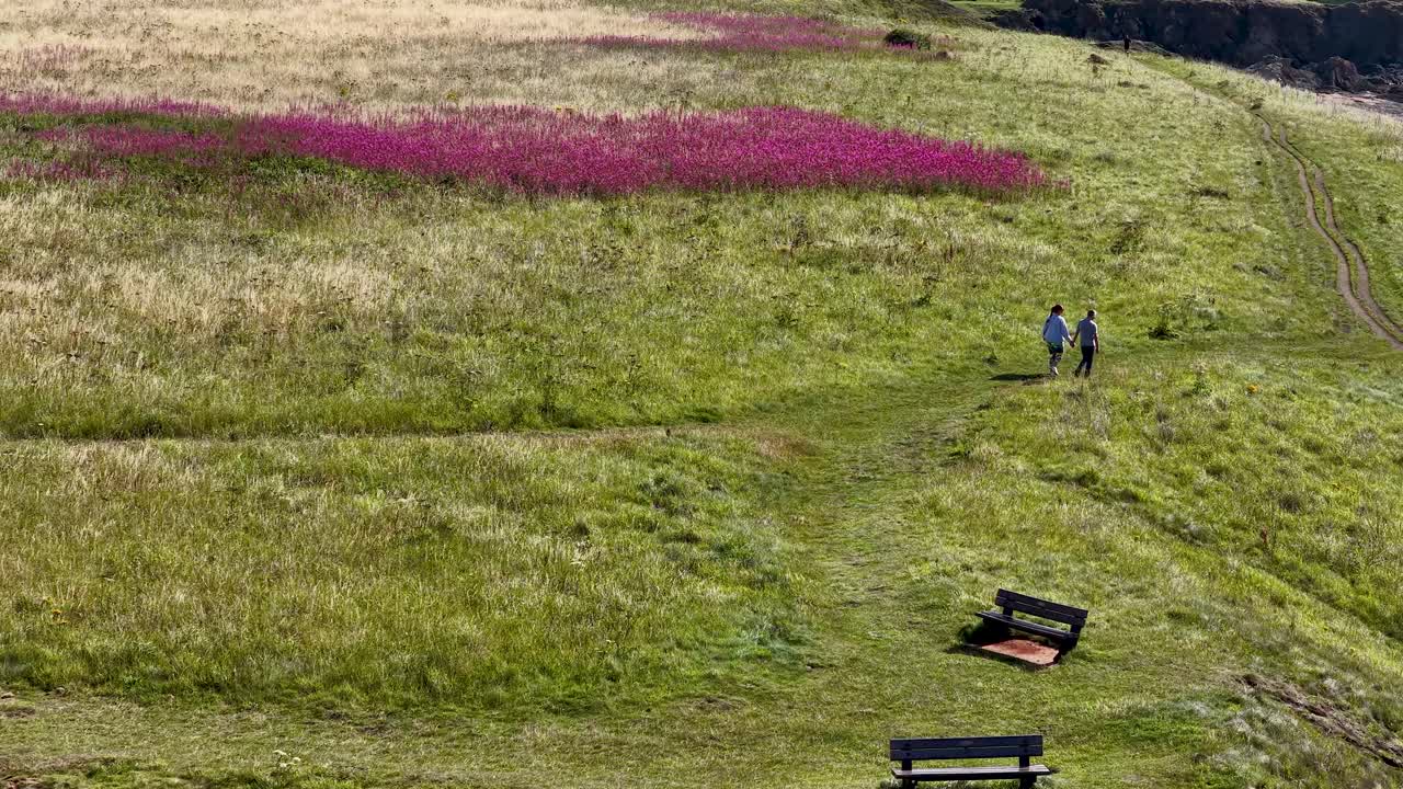 Two people walk on grassy path through wildflower meadow, bright daylight, wide aerial perspective