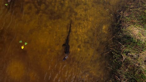 alligator-in-everglades-above-rotating-ascending-view