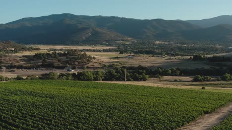 A-drone-flies-over-a-Vineyard-at-the-bottom-of-dry-mountains