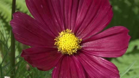 primer plano del jardín del cosmos en la flor.