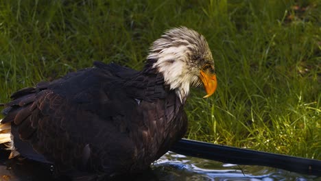 Video-of-the-American-bald-eagle,-slow-motion,-close-up