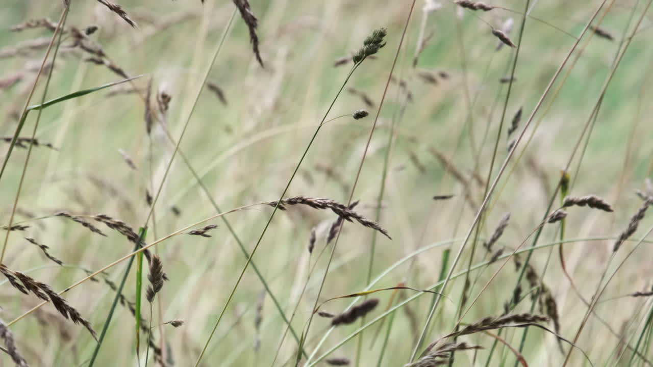 높은 여름 풀이 바람에 구부러지고 흔들리는 최면적인 움직임, 워릭셔, 영국