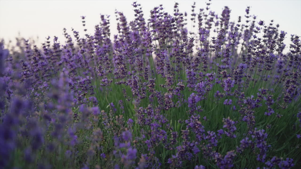 Close up of lavender branches in a filed at sunset
