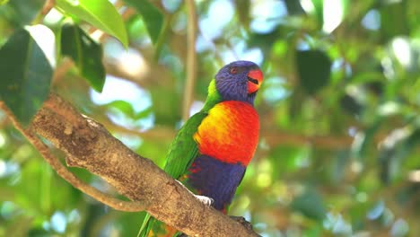 close up shot of a wild friendly rainbow parakeet with colorful plumage, perching on tree branch, beak grinding, tongue clicking, chirping and feeling content and happy after feeding