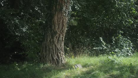 tree trunk wrapped by many climber plant brunches looking like veins, steady shot