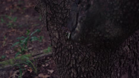 El-Asesino-De-Cigarras-Oriental-Sube-Al-Tronco-De-Un-árbol-Frente-A-Una-Casa-Verde-En-120-Fps,-De-Cerca