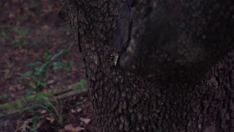 eastern cicada killer climbs a tree trunk in front of a green house in 120fps, close up