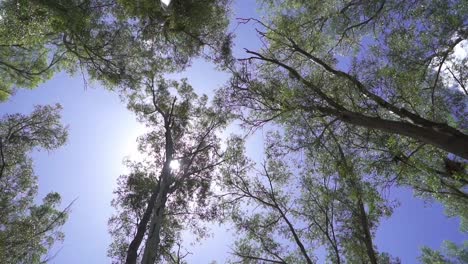 low angle, circular slow motion view of trees in a forest at noon