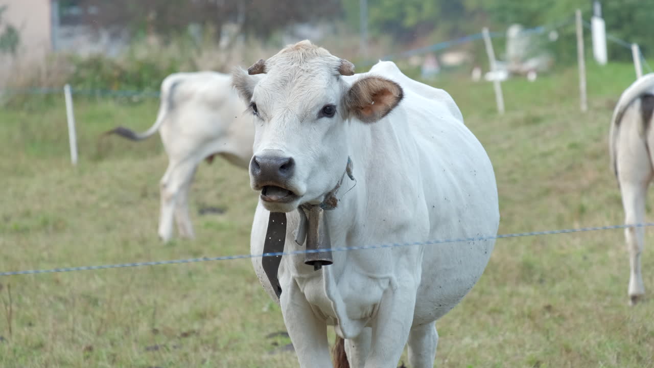 Primo piano di mucca bianca in fattoria rurale