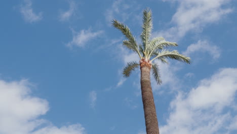 A-palm-tree-dancing-in-the-wind,-with-a-blue-sky-and-slowly-drifting-white-clouds-forming-a-serene-backdrop