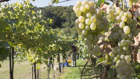 big tasty grape clusters in the foreground and people harvesting in the background in a vineyard, cutting grape from the plant on a vine making farm