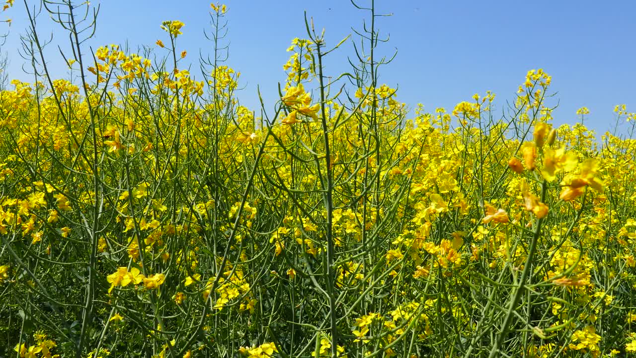campos con colza floreciente