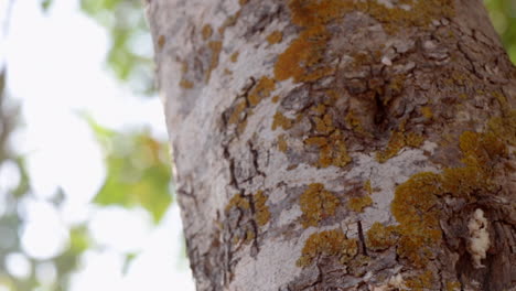 Close-up-of-a-tree-in-summer