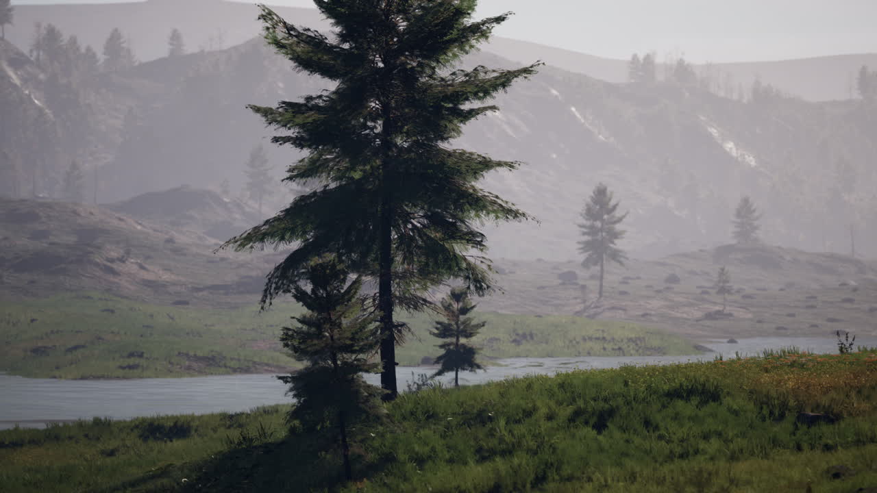 bosque de pinos en las montañas