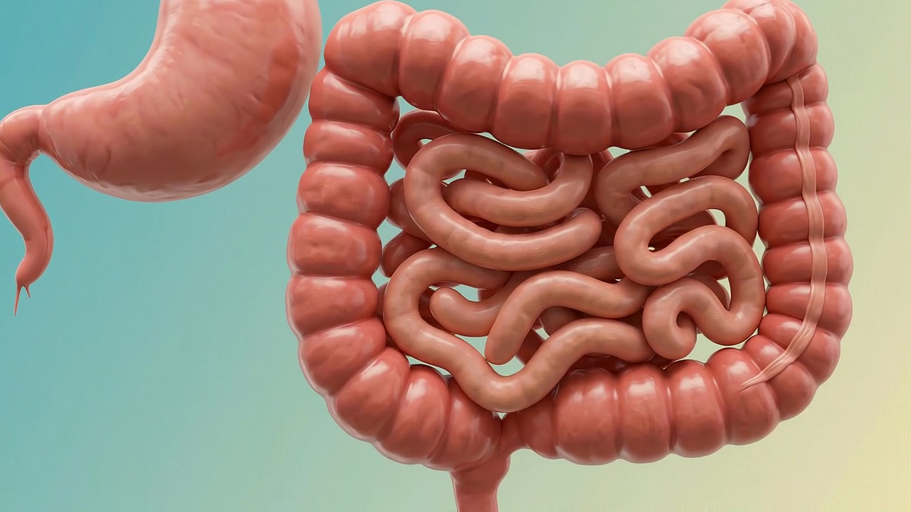 Close Up Isolated View of the Human Digestive System Organs Model on Studio Background