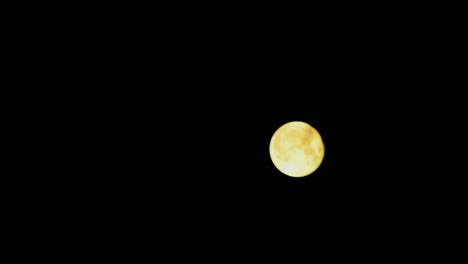 la luna llena se desvanece detrás de las ramas de los árboles