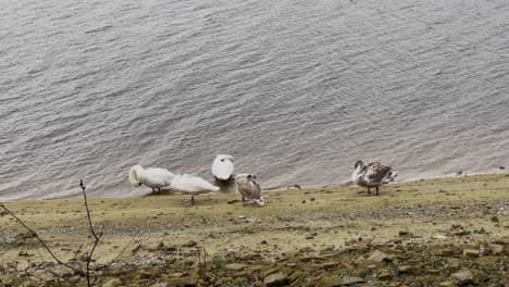 Slowmotion-shot-of-swans-family-scratching-on-lake-shore-during-daylight