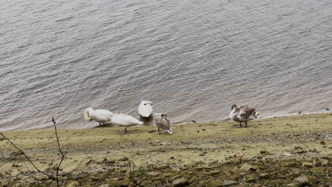 slowmotion shot of swans family scratching on lake shore during daylight