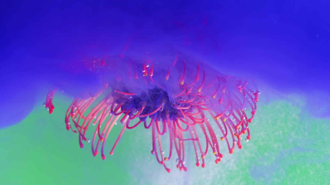 다채로운 액체에 생생한 핀 쿠션 프로테아