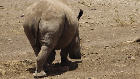 white rhino walking away from camera in close up shot on africa safari