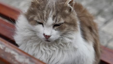 grey and white cat sitting on a bench