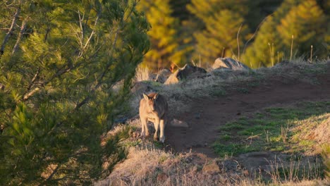 a curious kangaroo grazes on dew-covered grass in golden morning light during sunrise in canberra’s open landscape