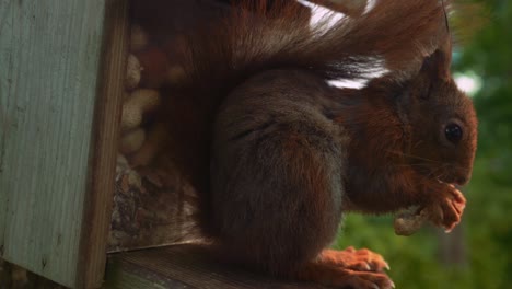 squirrel holding peanut in paws eating and nibbling wildlife closeup