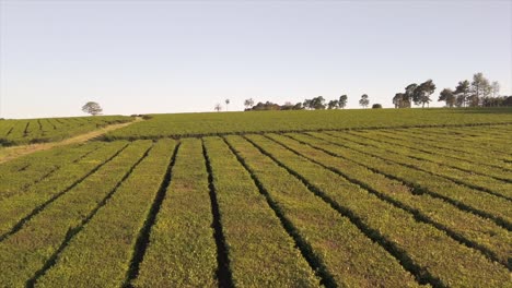 A-low-level-flight-over-a-Camellia-tea-plantation,-revealing-the-picturesque-beauty-of-this-cultivated-landscape-and-highlighting-the-Camellia-sinensis-tea-plants