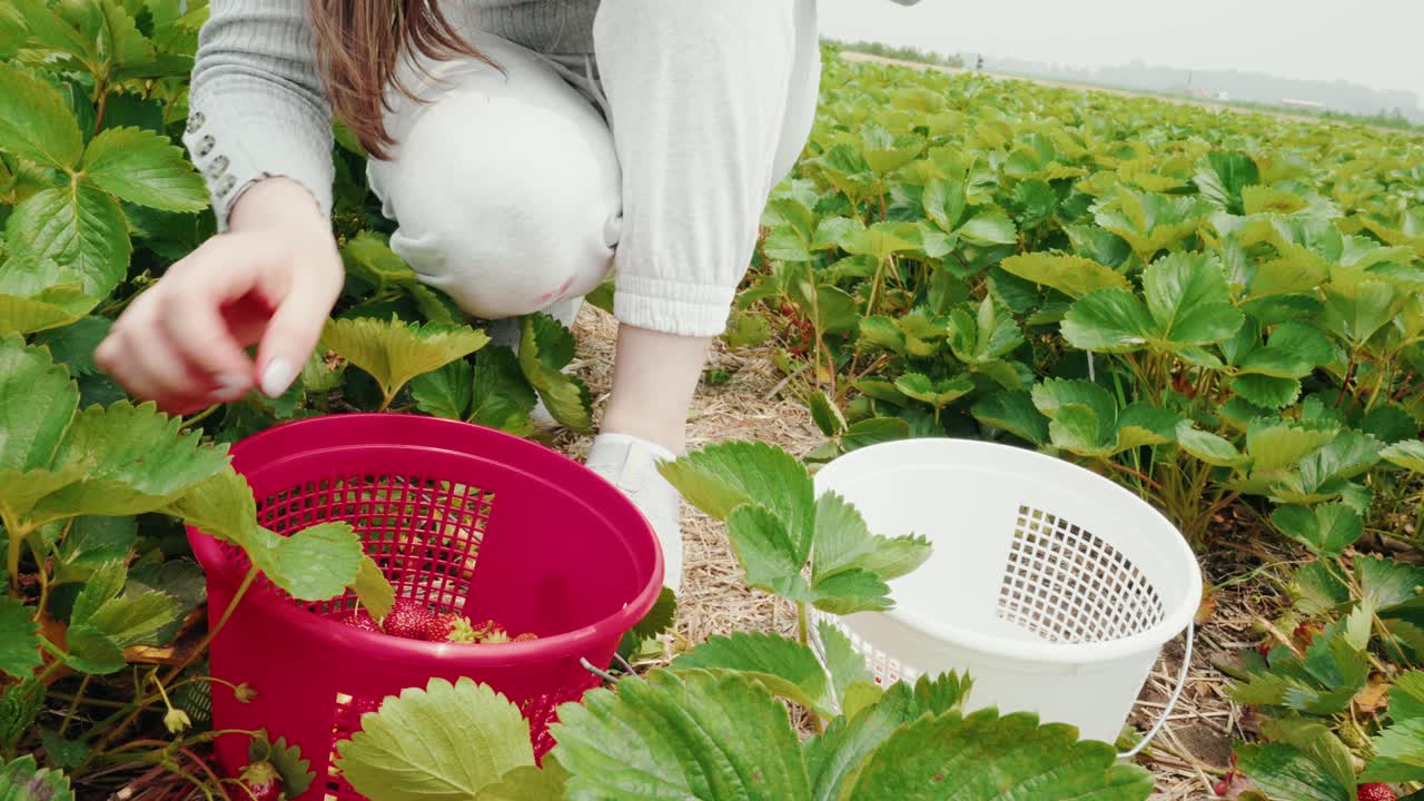 cubo rojo y cubo blanco lleno de fresas por una niña en una granja