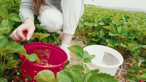 red bucket and white bucket filled up with strawberries by a girl in a farm