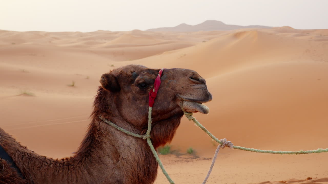 Cammello nel deserto del Sahara davanti a dune ondulate e un vasto orizzonte