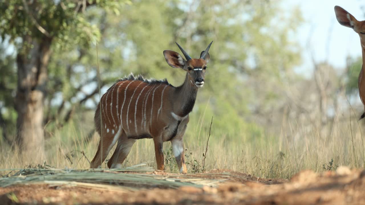 Low angle shot of a young nyala bull standing while twitching his ears and tail, Greater Kruger.