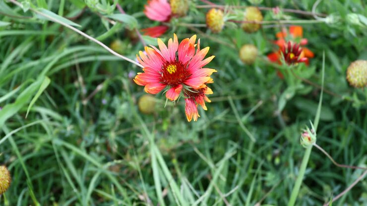 Fiore selvatico Indian Blanket in Texas.