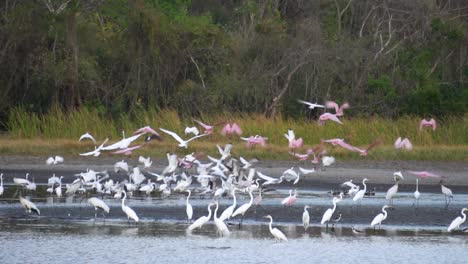 Una-Bandada-De-Garzas-Blancas-En-Una-Playa-De-Costa-Rica,-Volando-Juntas,-Asustadas-Por-Algo