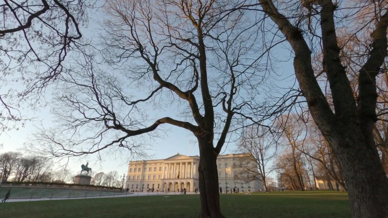 Guardando in alto i rami spogli degli alberi invernali e i tronchi alti incorniciati contro un cielo azzurro limpido durante l'ora d'oro del tramonto a Slottsparken a Oslo, Norvegia.
