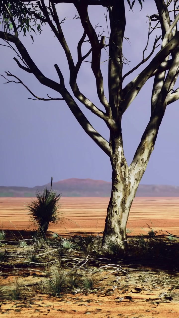 Albero solitario in un paesaggio arido alla luce del pomeriggio vicino a un'area desertica