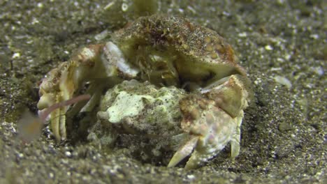 sexo del cangrejo: cangrejo de caja macho sosteniendo a la hembra por detrás con poderosas garras