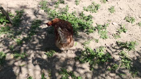 many red chickens on a summer day in the village