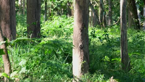 大鹿 (panolia eldii) 野生動物