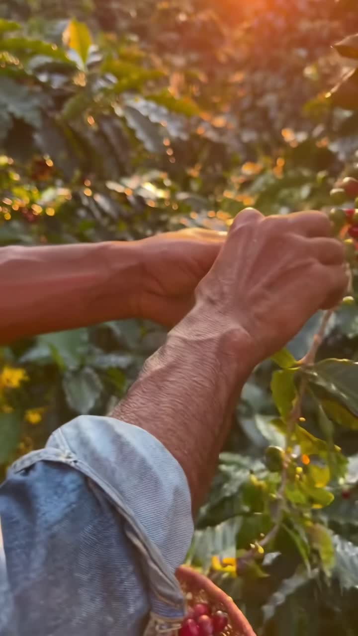 Close-up video of hands inspecting coffee plant at sunrise, capturing nature's beauty