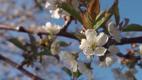 Blossoming-cherry-tree-with-selective-focus,-close-up-of-single-flower