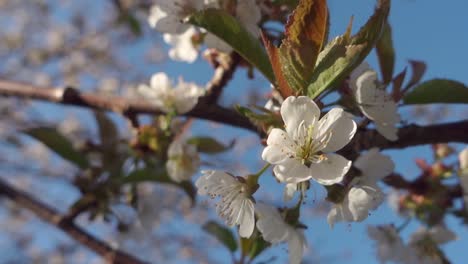 Blossoming cherry tree with selective focus, close up of single flower