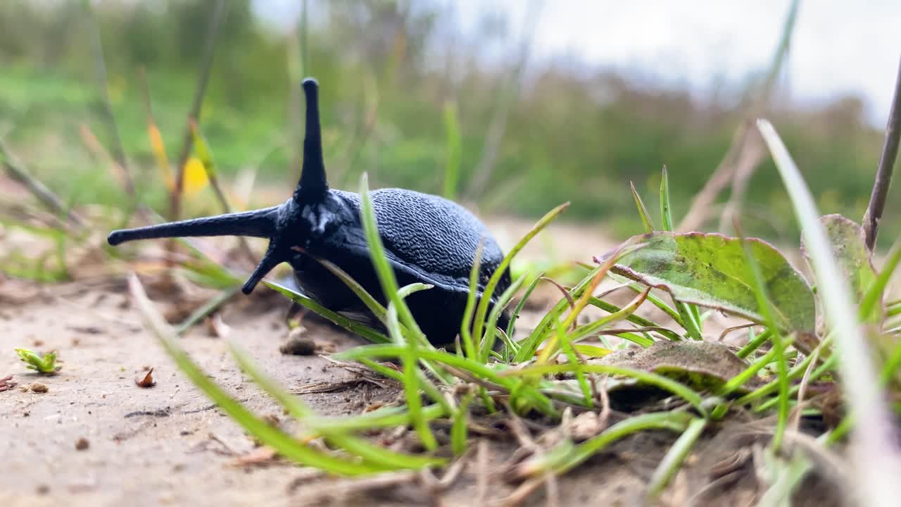 A large black slug moving through dirt and grass towards the camera waving it's