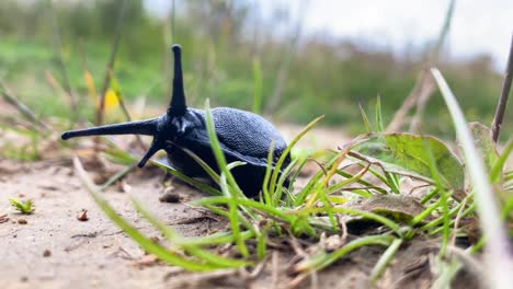 a large black slug moving through dirt and grass towards the camera waving it's