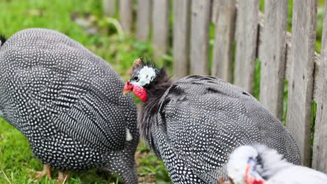 guineafowl foraging in grass beside a fence