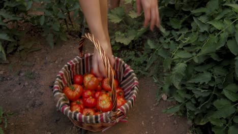 harvesting tomatoes in organic vegetable garden