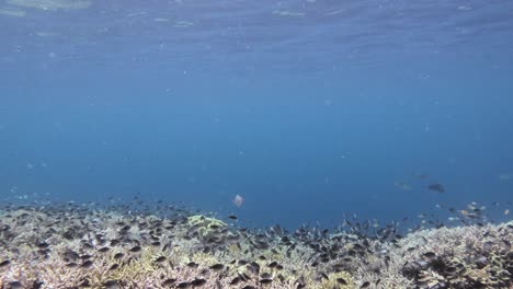 인도네시아 라자 암파트 (raja ampat) 의 활기찬 산호초, 산호초 사이에서 헤엄치는 수많은 물고기